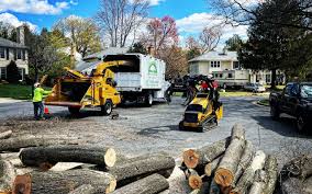 Best Tree Mulching  in Vevay, IN