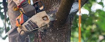 Best Tree and Shrub Care  in Vevay, IN