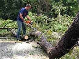 Best Hedge Trimming  in Vevay, IN