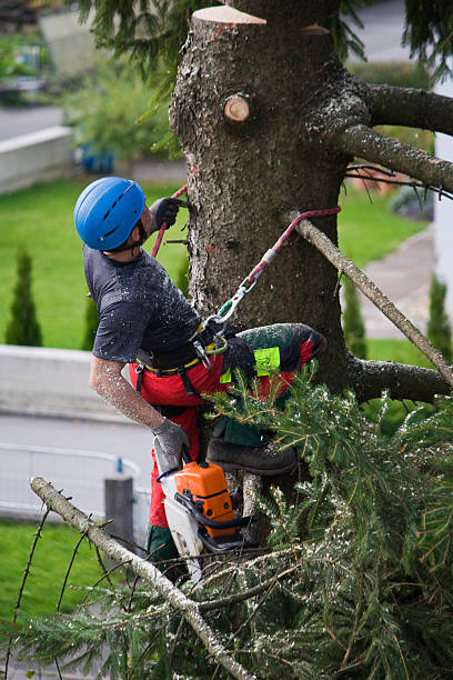 Best Tree Trimming and Pruning  in Vevay, IN