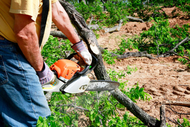 Best Hazardous Tree Removal  in Vevay, IN